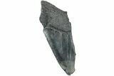 Partial, Fossil Megalodon Tooth - South Carolina #235932-1